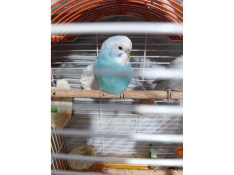 Çok Uyguna Verilecek Muhabbet Kuşlar