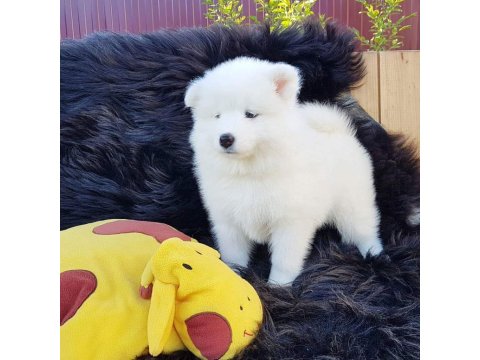 Samoyed Köpeği Yavruları