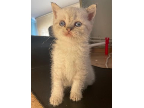 British Golden British Shorthair Yavrular