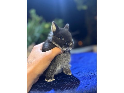 Cüce Tavşanlar Her Yere Gönderilir