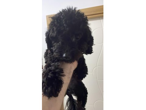 Siyah Toy Poodle 8 Aylık