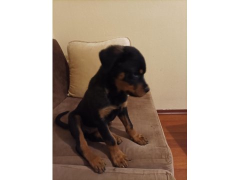 Rottweiler Safkan 75 Günlük Erkek