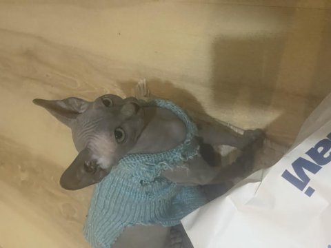 3 Aylık Dişi Sfenks