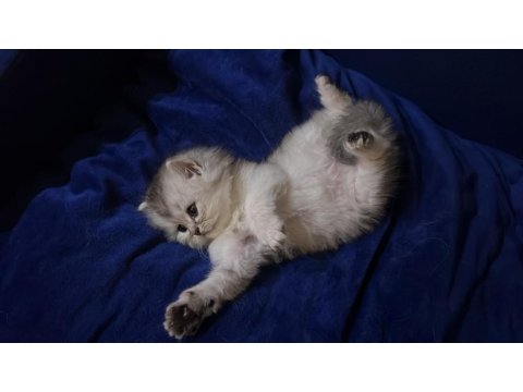 Teslime Hazır İran Kedisi Bebeklerimiz