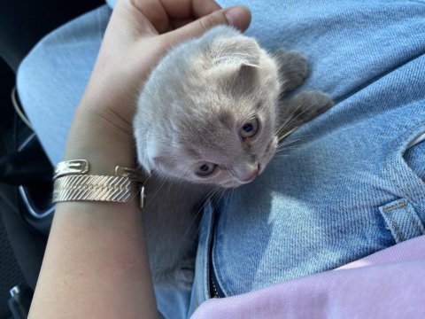Scottish Fold Yavrusu
