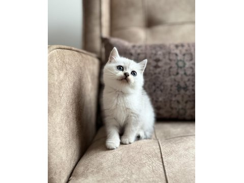 Avrupa Standartlarında British Shorthair Yavrular - Premium Üretim