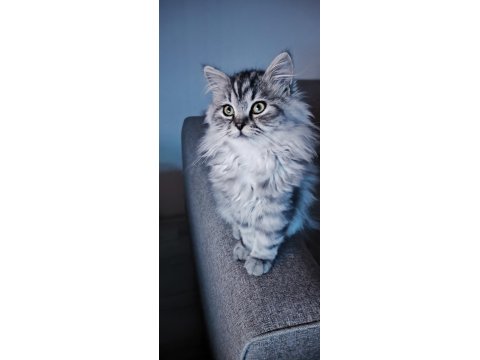 Pamuk Gibi Yün Yumağı Chinchilla Yavrum