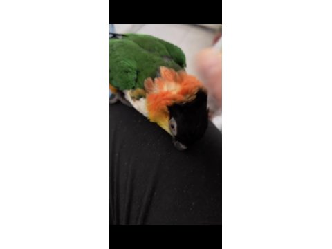 Full Evcil Caique Kayık Papağan