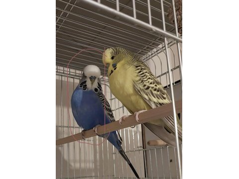 Damızlık Erkek Jumbo Muhabbet Kuşu (Bilezikli)