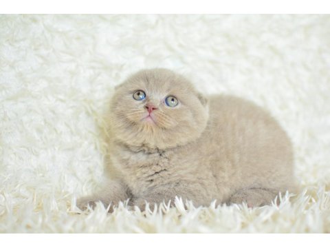 Topaç Kafa Lilac Scottish Fold
