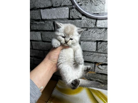 British Shorthair Lynx Point Erkek Kedim