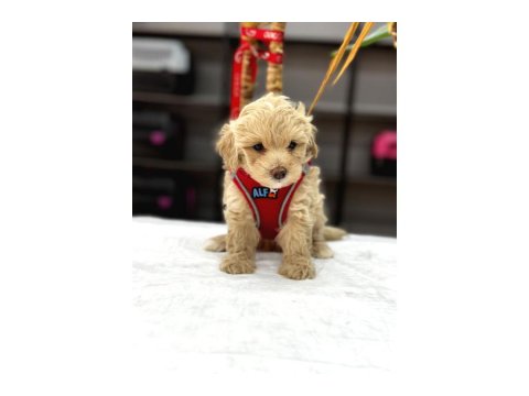 Muhteşem Poodle Bebekler