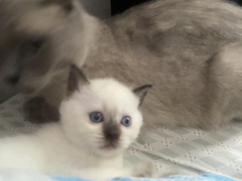 41 Günlük Yavru Oyun Sever British Yavru Kedimiz