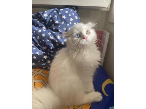 Yakışıklı Scottish Fold Oğlumuza Yeni Yuva