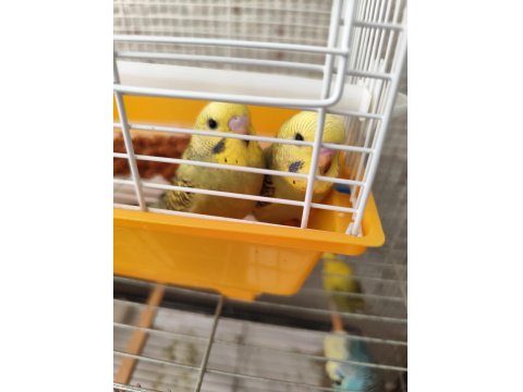 Muhabbet Kuşu Yavrularımız