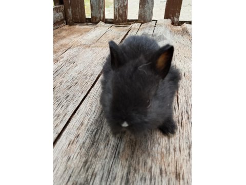 Hollanda Cüce Tavşanı Yavrular