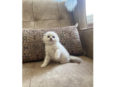 Full Şecereli Anne Babanın Scottish Fold Bebeği