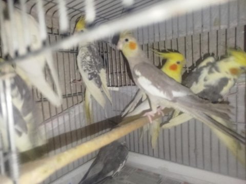 Ev Ortamında Yetişmiş Sultan Papağanlar