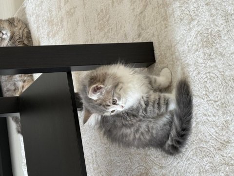 British Longhair 3 Aylık Erkek