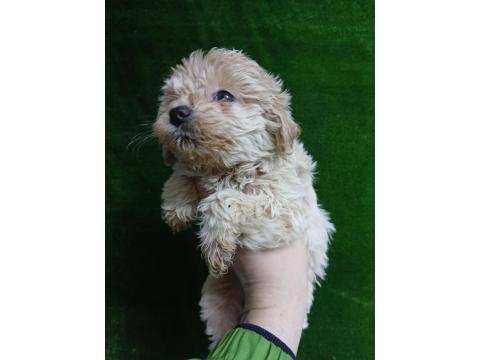 Irk Ve Sağlık Garantili Maltipoo Bebekler