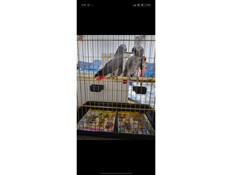 Damızlık Jako Papağanı Çifti