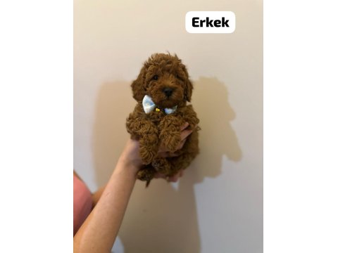 Toy Poodle Köpekler Gönderim Var