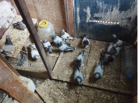 15 Adet Oyun Kuşu Sahiplendirilecek