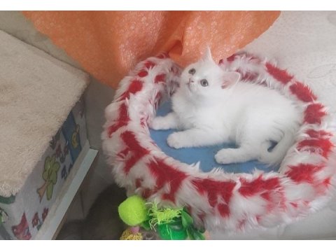 Cana Yakın Uysal Sevgi Dolu British Shorthair Yavruları