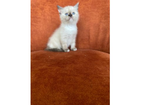 Brıtısh Shorthair Blue Point Dişi