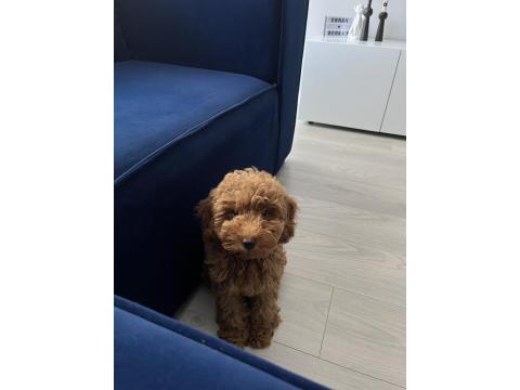 Toy Poodle Köpeği