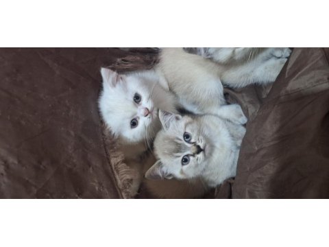 British Shorthair Blue Point