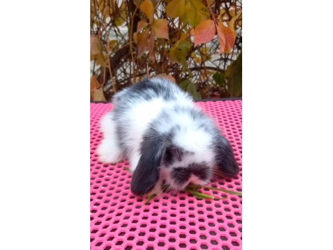 Lop Tavşan 40 Günlük Aşılı