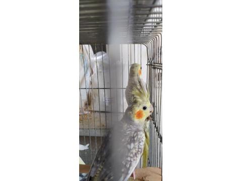 Yavru Yetişkin Sultan Papağanı