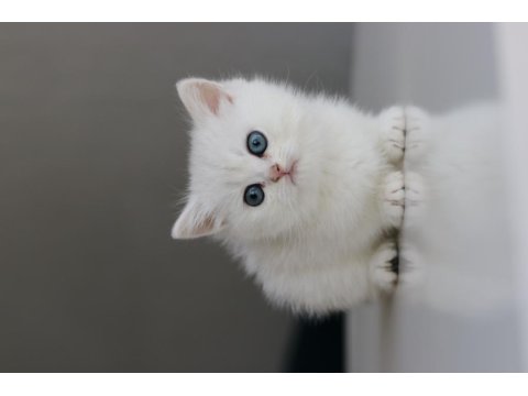 Full Şecereli Babadan Teslime Hazır Dişi Kedimiz