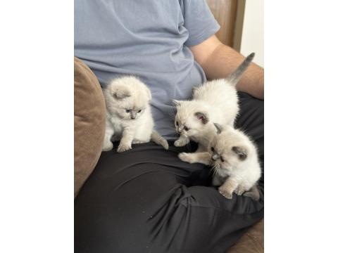 Scottish Bluepointler 45 Günlükken Teslim