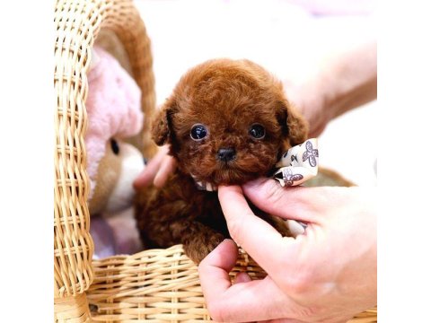 Safkan Toy Poodle Bebeklerimiz İçin Ulaşın