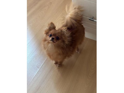 Uzun Tüylü Chihuahua