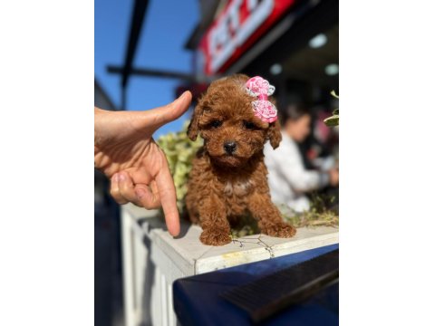 Aşılı Toy Poodle Yavrularımızda Kampanya