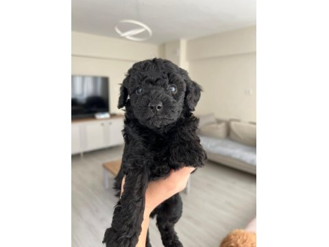 Silver Poodle Yavruları