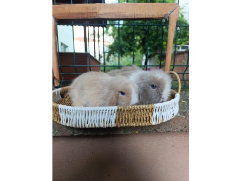 Orjinal Hollanda Teddy Lop Tavşanı Yavrular
