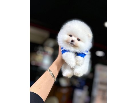 Irk Ve Sağlık Garantili Teddy Pomeranian Boo