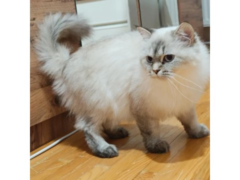 British Longhair Pamuk Prensesim