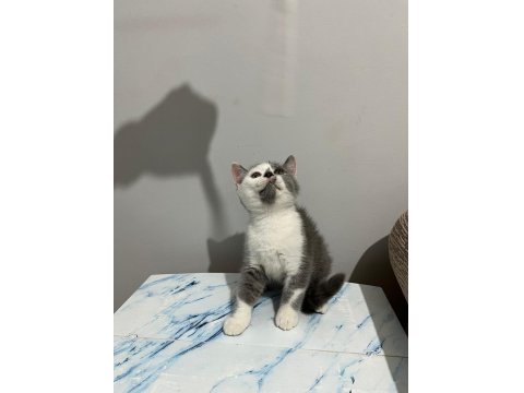 Bicolor Ve Lilac British Shorthair Bebekler