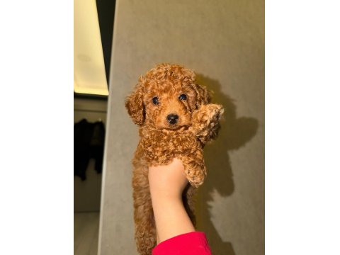 2 Aylık Erkek Poodle