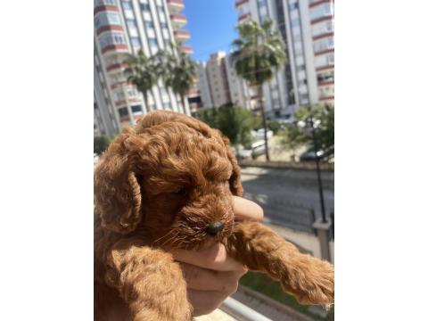 Safkan Yavru Toy Poodle