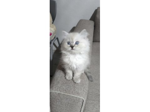 Yün Yumağı Pamuk Chinchilla Yavrularım