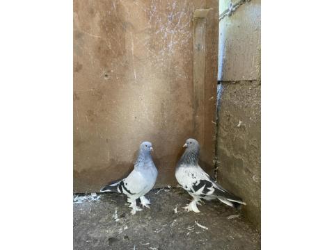 Takım Takım Mardin Güvercin