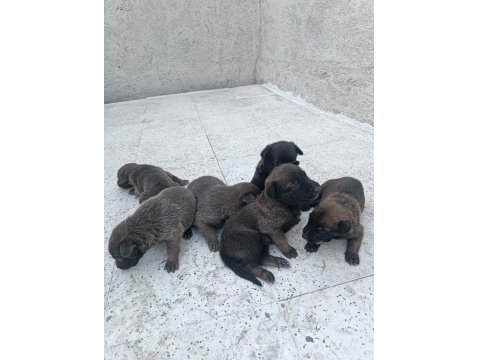 Belçika Kurdu Yavruları 8 Adet