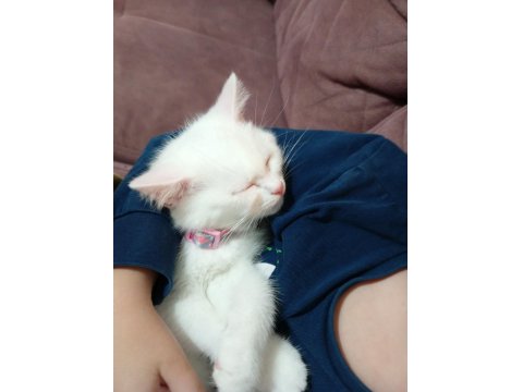 2 Aylık Erkek British Shorthair