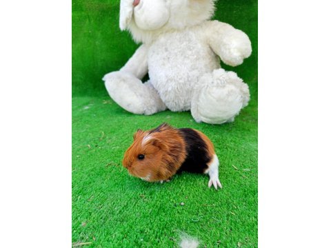 Sevimli Yavru Ginepigler